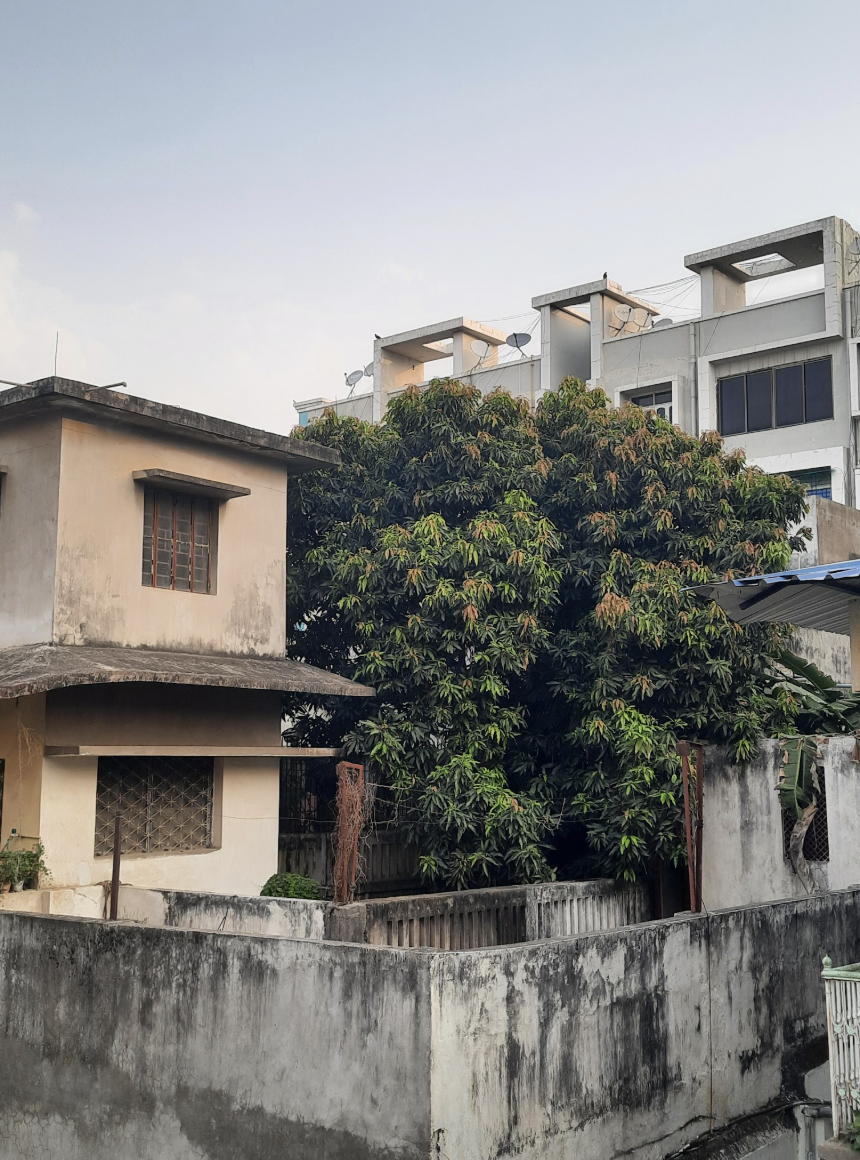 Mango Tree in Patna