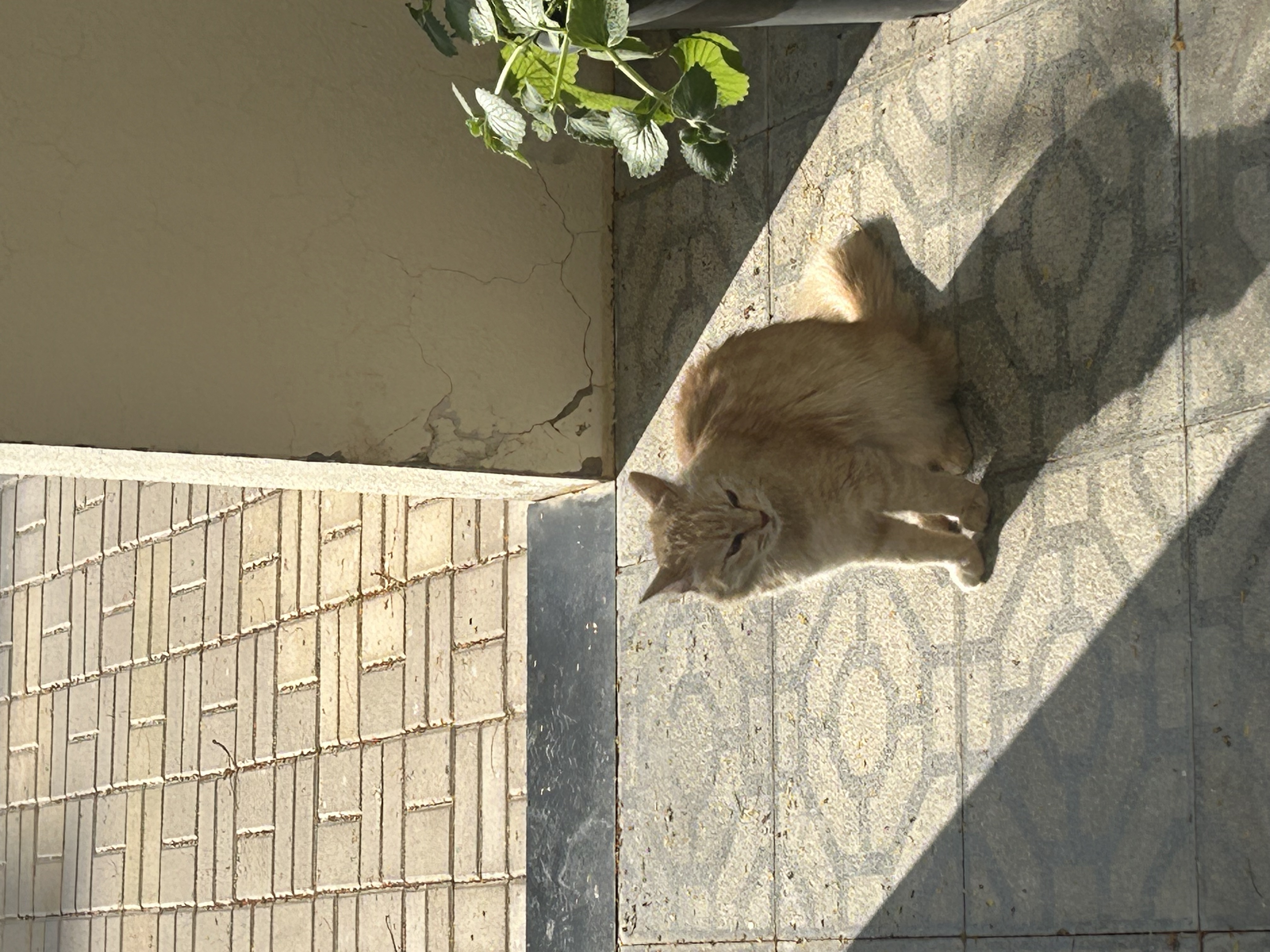 Celine Lesly Cat Callisto